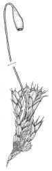 Rosulabryum campylothecium, habit with capsule. Drawn from K.W. Allison 135, CHR 567440A.
 Image: R.C. Wagstaff © Landcare Research 2015 